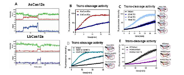 A. AsCas12a와 LbCas12a의 단일분자프렛 결과. B. AsCas12a와 LbCas12a의 Trans-cleavage 결과. C. Trans-cleavage 결과 측정 시 DNA substrate 로 사용하는 DNMT1 sequence의 dsDNA 중 Target strand(TS)의 크기를 짧게 조절하여 변화를 확인함 D. C와 같은 실험 에서 Non-target strand(NTS) 의 크기를 조절한 결과 E. WT LbCas12a와 W355A LbCas12a의 단백 질 활성 차이를 확인한 결과