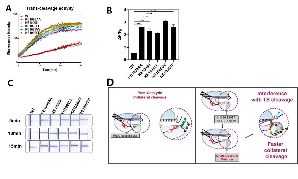 KE1096AA, II, LL, VV, FF의 trans-cleavage 활성 확인 spectrometry 결과. B. Kinetics 결 괏값을 변화 값으로 환산한 그래프. C. LFA data. D. Post-catalytic collateral cleavage 과정에 대한 가설을 나타낸 schematic diagram.