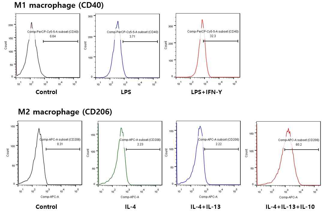 항원제시세포의 M1 또는 M2형 대식세포 분화 조건 확인