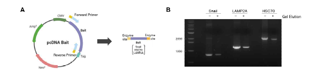 LAMP2A 및 HSC70 cloning을 위한 PCR 수행