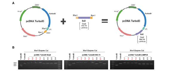 LAMP2A 및 HSC70 cloning 확인