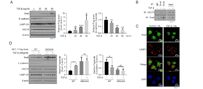 TGF-β가 CMA에 의한 Snail 분해 기작에 미치는 영향 확인