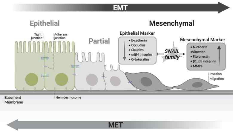 Epithelial-Mesenchymal Transition