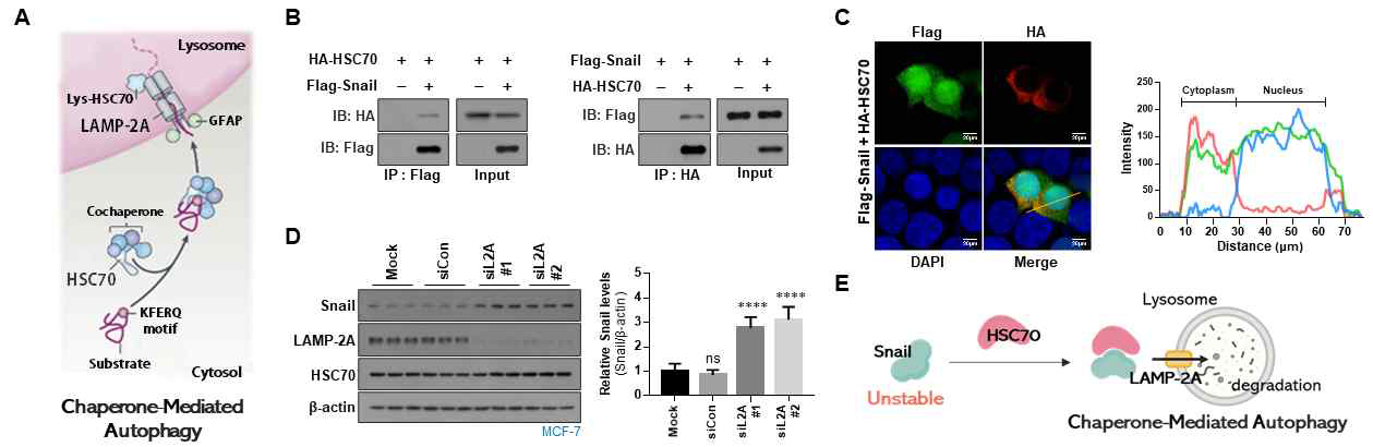 Chaperone-mediated autophagy에 의한 Snail 단백질의 발현 조절 기전 규명