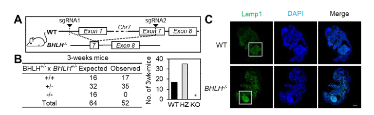 BHLH KO 제작 및 리소좀 활성 관찰