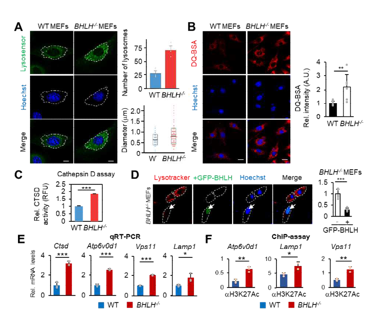 정상 세포와 BHLH 녹아웃 세포에서의 리소좀 활성 변화 및 히스톤 후성 유전 정보의 변화