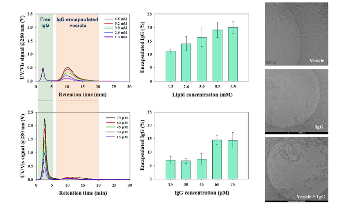 AF4-MALS로 결정된 IgG 단백질 캡슐화 효율 및 cryo-TEM 이미지