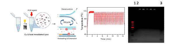 CCO를 활용한 lysis-free photonic PCR 과정 모식도(왼쪽), photonic thermocycling graph(가운데), PCR 결과를 보여주는 electrophoresis gel data. 1: positive control, 2: negative control, 3: sample