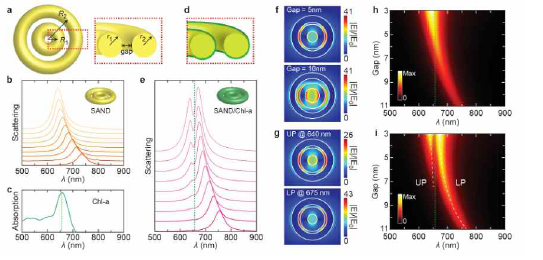 a, SAND의 모식도. b, 두 나노링 간의 간격에 따른 SAND의 산란 스펙트럼. c, 시뮬 레이션에 사용된 Chl-a의 흡수 스펙트럼. d, Chl-a가 1 nm의 두께로 코팅된 SAND의 단면 도. e, SAND/Chl-a의 산란 스펙트럼. (b,e: 두 나노링 간의 간격을 11 nm(아래)에서 3 nm(위)로 조절함) f, SAND의 간격에 따른 전기장 세기. g, Rabi splitting의 두 peak 위치에 서의 전기장 세기. h,i, SAND, SAND/Chl-a의 간격에 따른 산란 스펙트럼 heatmap.
