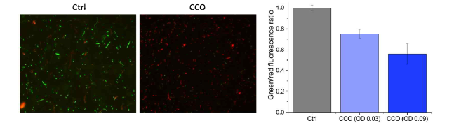 E. Coli (7.2×107)(왼쪽)과 CCO가 5분간 처리된 E. Coli(가운데)의 형광 이미지. 녹색 형광은 살아있는 박테리아, 적색은 죽은 박테리아를 보임. 오른쪽, 녹색과 적색의 형광 비율의 막대그래프.