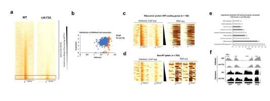 a) WT과 cdc73Δ의 H3K4me3 ChIP-seq 결과. b) cdc73 Δ에서 유전자 발현양과 H3K4me3양 의 상관관계. c) RP gene 그룹과 d) non-RP gene 그룹에 남아있는 H3K4me3 분포. e) non-RP gene 들 의 GO분석 결과. f) 대표적인 cell cycle, chromain remodeling, ribosomal protein coding 유전자들 의 RNA-seq 및 H3K4me3 ChIP-seq IGV track.
