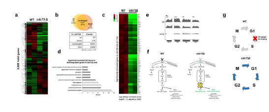 a) WT과 cdc73Δ의 RNA-seq 결과. b) CDC73 결손시 증가하는 유전자 43개와 감소하는 유 전자 114개 확인. c) 감소 유전자에 대한 heatmap. d) 감소 유전자의 GO분석 결과. e) pheromone-response signaling transduction 유전자 발현양을 보여주 는 IGV track 결과. f) RNA-seq 결과 를 요약한 그림. g) Yeast 세포주기 에 Cdc73의 역할 요약 그림.