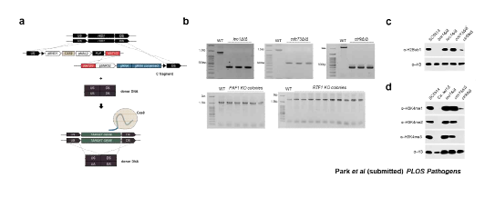 a) C. albicans 균주 결손에 사용한 CRISPR-Cas9 시스템을 요약 한 그림. b) CRISPR-Cas9 통해 제 작된 균주들의 PCR 결과로, leo1Δ/ Δ, cdc73Δ/Δ, ctr9Δ/Δ는 결손시 보 이는 크기의 사이즈를 보이나, PAF1 과 RTF1은 각 유전자 사이즈를 유지 함. c) leo1Δ/Δ, cdc73Δ/Δ, ctr9Δ/Δ 의 H2Bub 레벨과 d) H3K4me1,2,3 레벨을 보여주는 western blot 결과.