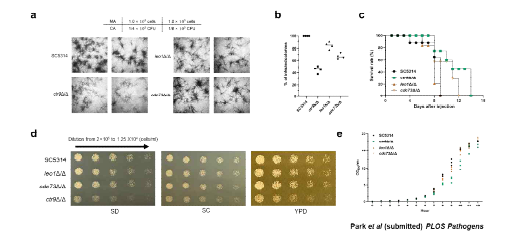 a) 대식세포 RAW 264.7에 C. albicans WT, ctr9Δ/Δ, leo1Δ/Δ, cdc73Δ/Δ을 감염하고 현미경으로 관 찰하여, b) 감염된 C. albicans의 콜 로니 비율을 scatter dot plot으로 보 여준다. c) Mouse survival test 결과 로, 6주령 female BALB/C에 꼬리정 맥주사를 통해 C. albicans 균을 감 염시키고 16일 동안 관찰함. d) SD, SC, YPD에서 수행한 spotting assay 결과이다. e) 매시간 WT, ctr9Δ/Δ, leo1Δ/Δ, cdc73Δ/Δ의 growth을 측 정한 graph.