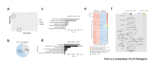 a) Yeast 조건과 hyphae 조 건에서 수행한 WT, ctr9Δ/Δ의 RNA-seq 결과. b) Yeast 조건에서 WT과 ctr9Δ/Δ을 비교한 결과. c) Bar graph는 감소한 유전자 406개 중, PANTHER GO annotation에 있는 230개의 유전자의 Biological process 결과 d) 이들의 protein class e) Methionine interconversion enzyme 유전자를 분석한 heatmap. f) ctr9Δ/Δ에서 이들의 발현양을 요약 한 그림.