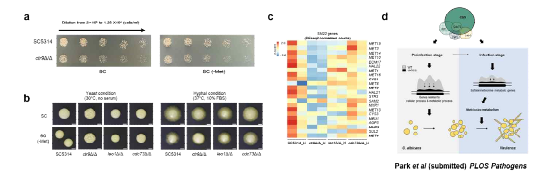 a) Yeast condition에서 Methionine 유무에 따른 WT, ctr9Δ/ Δ growth를 관찰한 spotting assay 결과. b) Methionine 유무에 hyphae formation을 보여주는 spotting assay 결과. c) CTR9 특이적인 sulfate/methionine biosynthesis 유전 자 발현 감소를 보여주는 heatmap. d) 본 연구를 통해 규명한 CTR9 기 능을 요약한 그림.