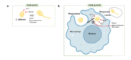 a) 1단계에서는 두 가지 요소 (3 7℃, serum)만을 처리하여 C. albicans의 병원성을 확인하였지만, 이는 수주 내 미세 환경을 고려하지 않은 것으로 치료 표적 제 시에 한계가 있다. b) 따라서, 2단계에서는 숙주에 감염한 C. albicans의 dual RNA-seq을 통해, C. albicans의 병원성과 이에 대한 대식세포의 방어기작에 대해 분석 하여, 캔디다증 치료 표적 유전자를 제시하 고자 함.