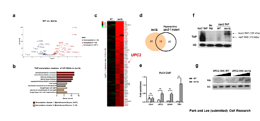 a) Leo1이 없을 때 발현이 WT보다 2배 이상 또는 2배 이하 달 라진 유전자를 보여주는 scatter plot. b) Functional annotation clustering 결과에 대한 Bar graph. c) leo1Δ에 서 증가한 유전자 58개에 대한 heatmap. d) leo1Δ에서 증가한 유전 자와 hyperactive upc2-1 mutant에 서 증가한 유전자를 비교한 결과를 보여주는 venn diagram. e) WT과 leo1Δ에서의 Pol II ChIP-qPCR 결 과. f) Upc2-TAP leo1Δ과 g) Upc2-3HA leo1Δ에서 Upc2의 핵 내 단백질 수준을 보여주는 western blot 결과.