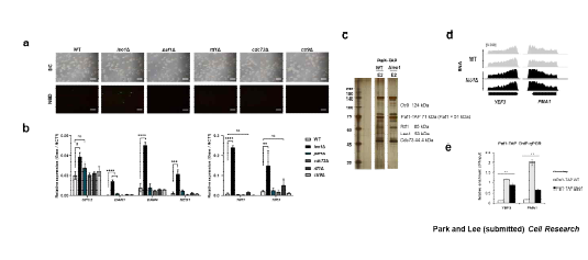 a) Paf1C 결손 균주들의 외 부 sterol uptake 여부를 확인한 22-NBD cholesterol 흡수 실험 결 과. b) leo1Δ에서 발현이 증가한 유 전자들에 대한 Paf1C 결손 균주들의 RT-PCR 결과. c) Leo1 여부에 따라 Paf1-TAP tag에 대하여 two-step TAP purification을 진행 후 silver staining을 수행한 결과. d) YEF3, PMA1의 RNA-seq IGV track. e) Leo1 여부에 따른 Paf1 ChIP-qPCR 결과.