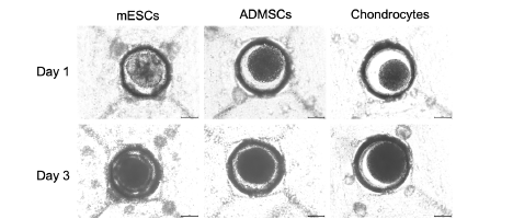 연골세포/줄기세포 스페로이드