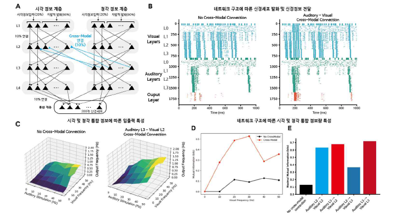 (A) 다중감각 통합을 위한 생물학적 다계층 구조를 모방하는 신경망 모델 구조 (B) Cross-modal 연결성에 의한 신경정보 전달 특성 변화 (C) Cross-modal 연결성에 따른 입출력 특성 차이 (D) Cross-modal 연결성에 의한 정보전달 차이 (E) Cross-modal 연결 구조에 따른 정보전달 차이