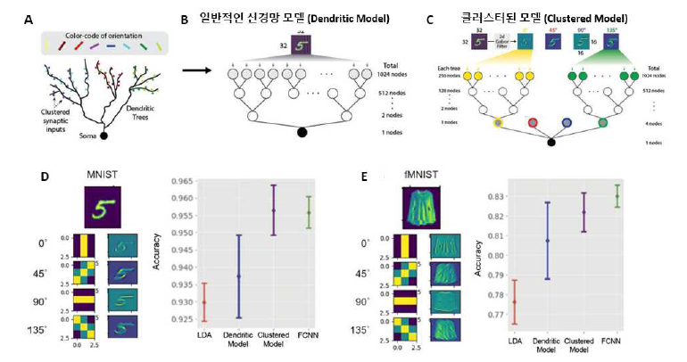 (A) 시각 피질의 군집화 현상 (B) 일반적인 이진트리 신경망 모델 (C) 시냅스 클러스터링 효과를 활용한 클러스터된 모델 (D) MNIST 이미지 데이터 셋을 이용한 이미지 인식 모델 결과 (E) fMNIST 이미지 데이터셋을 이용한 이미지 인식 모델 결과