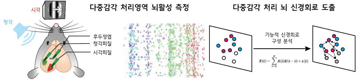 다중감각 처리영역의 동시 뇌활성 측정 및 뇌 신경회로 분석