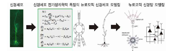 생물학적 뇌 정보처리 특성을 나타내는 신경세포의 수리적 계산 모델 구축