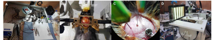 (A) 수술 환경 (B) 두개골 천공 및 머리고정장치 고정 (C) 다채널 전극 배치 (D) 행동실험 패러다임 구축