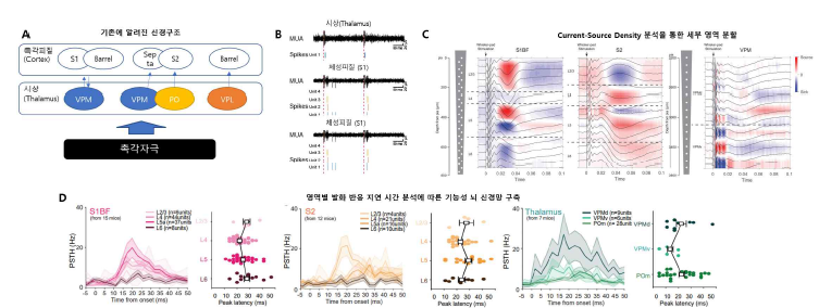 (A) 기존의 알려진 촉각자극에 따른 신경망 구조 (B) 각 영역별 신경 신호 측정 결과 (C) 각 영역별 신경신호의 Current-Source Density 분석 (D) 영역간 반응 지연 시간 분석