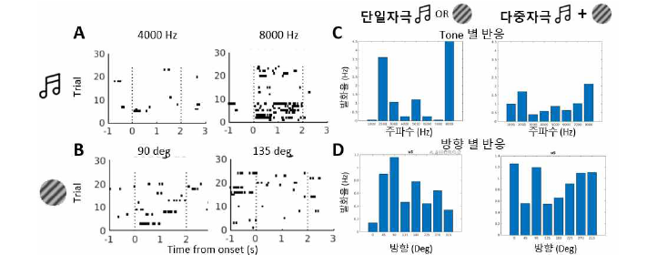 (A-B) 개별 청각 (A) 및 시각 (B) 자극에 대한 spike 반응 (C-D) 단일자극만 주었을 때 (왼쪽)과 다중자극으로 함께 주었을 때(오른쪽)에 대한 발화율 그래프로 개별 자극에 대한 선택성이 나타나는 것을 확인함