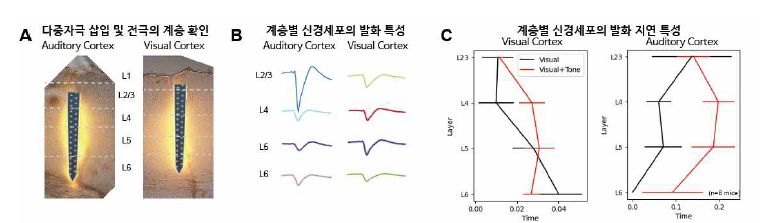 (A) 개별 청각 (A) 및 시각 (B) 자극에 대한 spike 반응 (C-D) 단일자극만 주었을 때 (왼쪽)과 다중자극으로 함께 주었을 때(오른쪽)에 대한 발화율 그래프로 개별 자극에 대한 선택성이 나타나는 것을 확인함