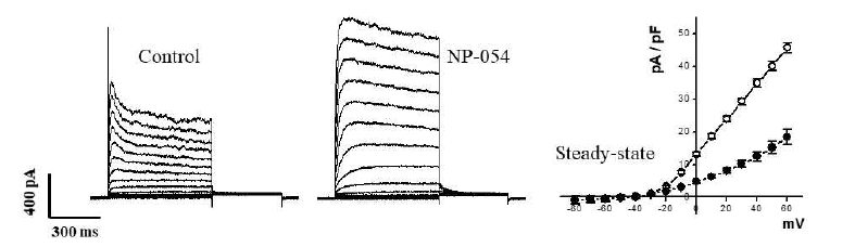 NP-054에 의한 Kv 채널의 활성화