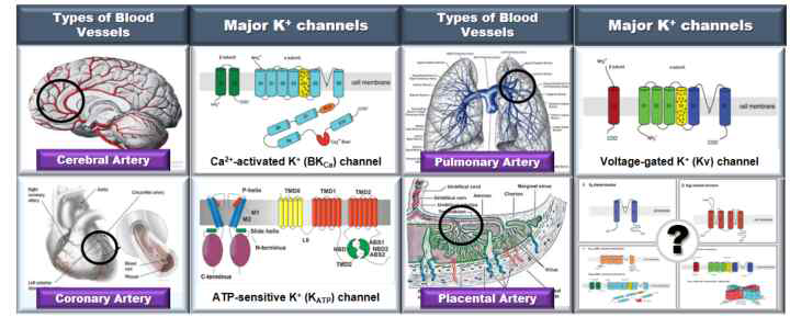 혈관 종류별 안정막전압을 조절하는 주요 칼륨채널