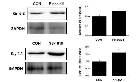 Pinacidil, NS-1619 처리에 의한 태반동맥 KATP, BKCa 채널 단백질 발현의 변화