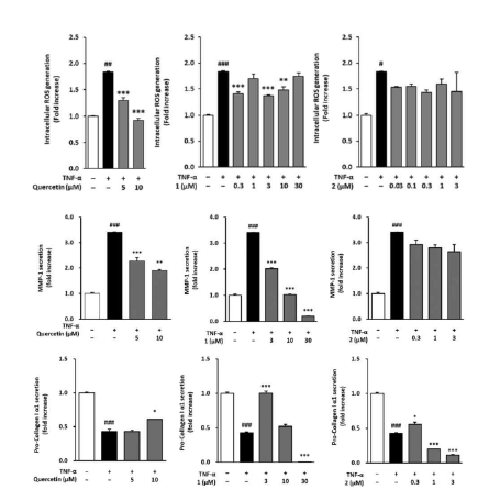 Anti-skin aging effect 검증