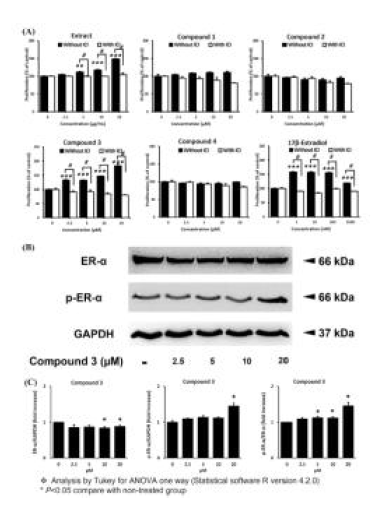 Estrogenic effect 검증