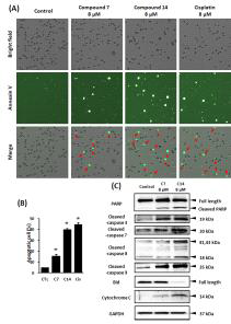 Cytotoxic 활성 검증