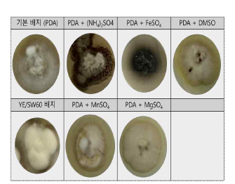 다양한 배지 조건에 따른 균주 phenotype