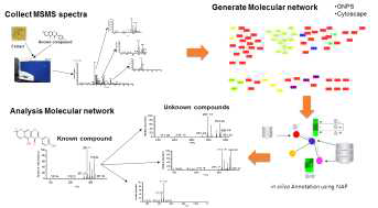 분자네트워킹 분석기법을 이용한 추출물 내 대사체 분석
