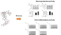 신규물질에 대한 노인성 뇌질환 및 항염증 생리활성 연구