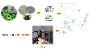 신규활성물질의 대량표적분리를 위한 시스템 확립