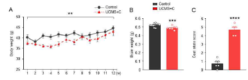 예측불가능 스트레스와 코르 티코스테론의 복합처리에 의한 생체 변화 확인 (A) 몸무게 감소 확인. (B) 뇌 무게 감소 확인. (C) 털 손질 감소 확인