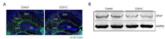 예측불가능 스트레스 와 코르티코스테론의 복합처리 에 의한 GFAP 발현 감소 확인 (A, B) GFAP 감소