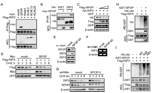 SPOP에 의한 RIP3 단백질의 ubiquitination 및 단백질 분해
