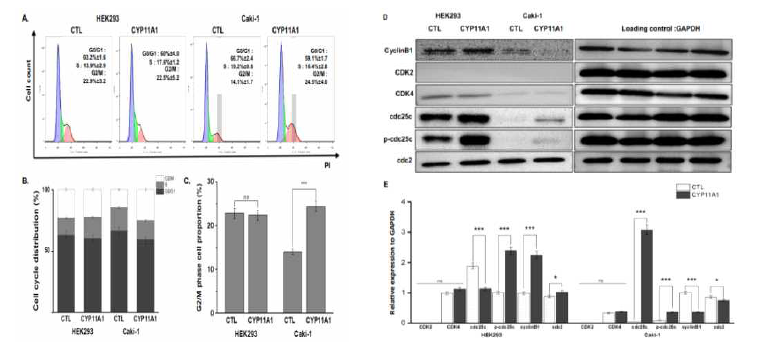 G2/M phase arrest by CYP11A1-overexpressing cancer cells. (A) The DNA content of PI-stained cells was detected using flow cytometry. (B) The percentage of cells in each phase and (C) The total cell proportion in the G2/M phase. (D)Western blotting of CDK2, CDK4, cdc25c, p-cdc25c, cyclinB1, and cdc2 expression. (E)The expression levels of these cyclin-dependent kinases were normalized to GAPDH.