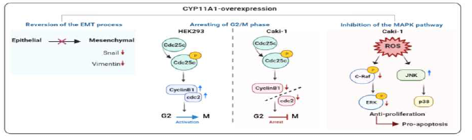 Schematic illustration displaying the mechanism of anticancer effect of CYP11A1: CYP11A1 reverses the EMT process, induces the G2/M phase arrest by suppression of cdc2/cyclinB1 complex, and inhibits the MAPK pathway by generating ROS.