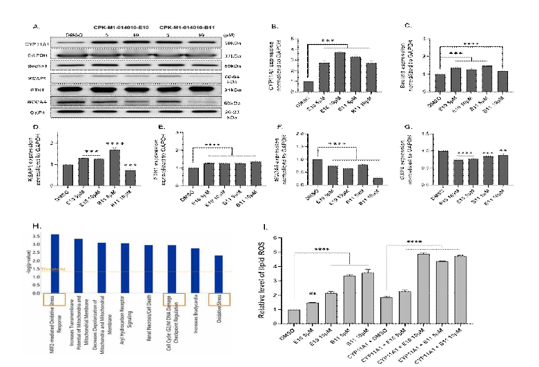 Effect of selected natural compounds on the expression of CYP11A1and related ferroptosis markers. (A)Nontransfected Caki-1 cells were treated with two doses of natural compounds (5 and 10 μM) for 24 h and protein levels were assessed using western blotting. (B-G)Fold changes in protein levels normalized against GAPDH. (H) Important upstream signaling pathways between control and CYP11A1-overexpressing Caki-1 cells. (I)Relative lipid peroxidation levels in Caki-1 cells, with or without CYP11A1 overexpression and treated with dimethyl sulfoxide (DMSO), E10 (5 and 10 μM), or B11 (5 and 10 μM).