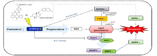 Mechanism of conferone and EMN for anti kidney cancer