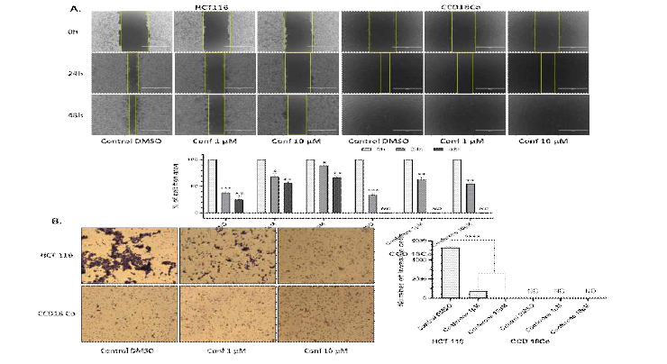 Conferone inhibits the migration of colon cancer cell line HCT116: (A) Wound healing assay and (B) Invasion assay of control, 1 and 10 μM treatment after 24h, multiple images were coleected in different intervals time. The bar graph was plotted by percentages of cell-free regions or numbers of invasive cells.